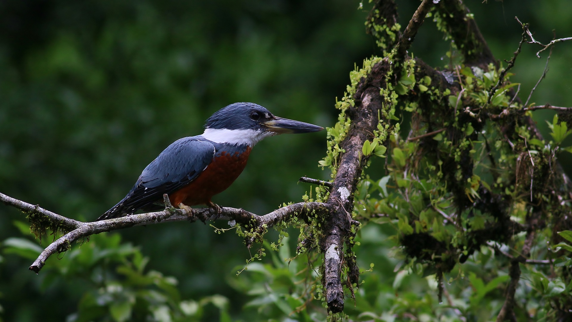 Ringed Kingfisher — Ana fotoğraf